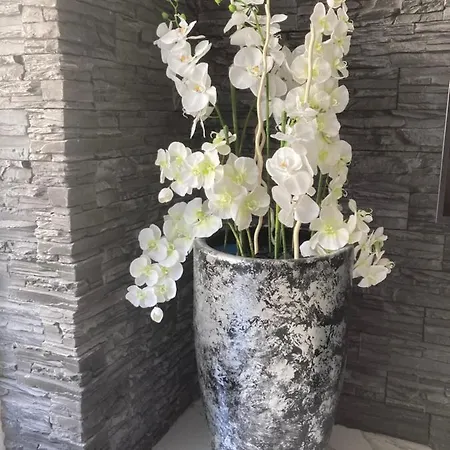 Swiss Luxury * Mosonmagyaróvár